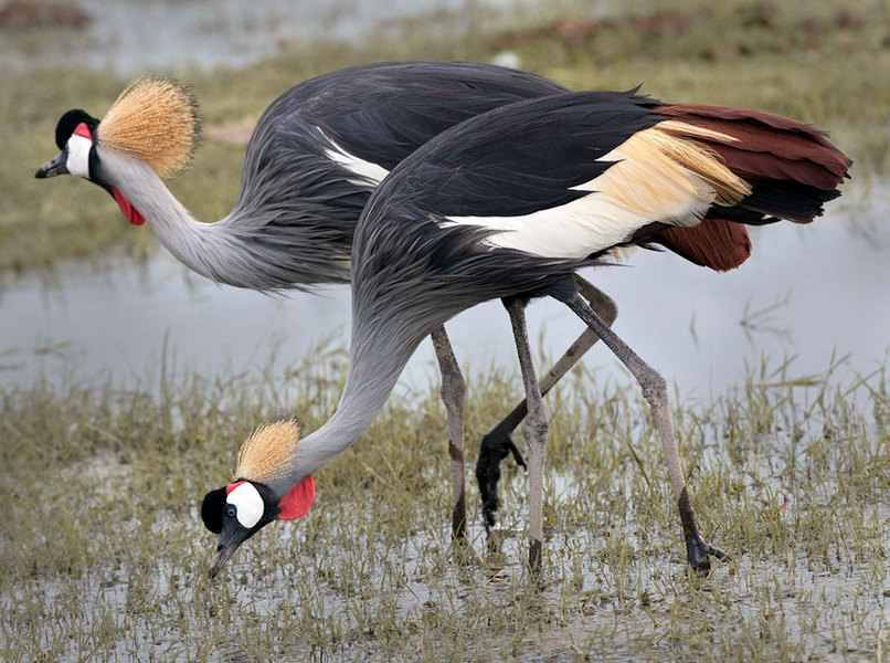 Crown Cranes, Kenya