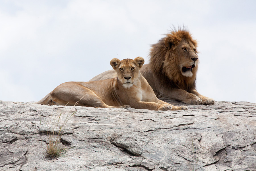 Lions -Tanzania