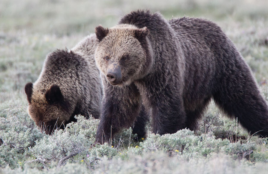 Grizzly & Cub - Yellowstone