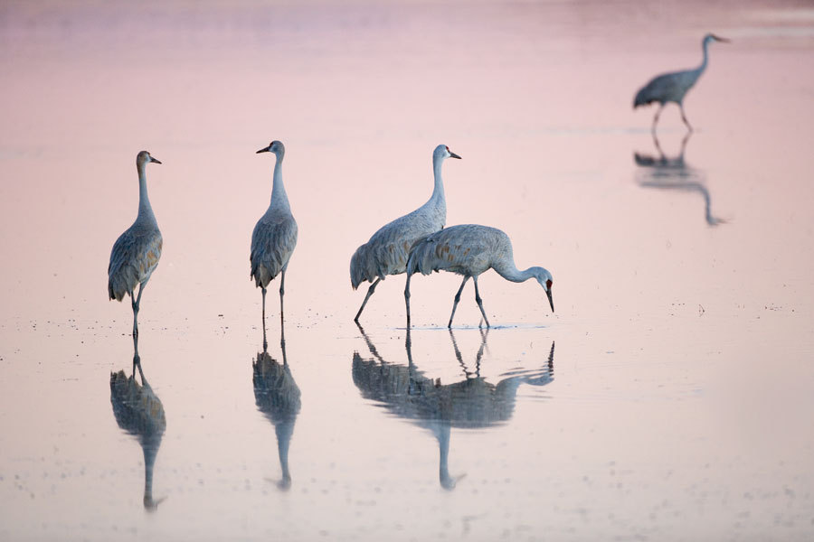 Sandhill Cranes, New Mexico