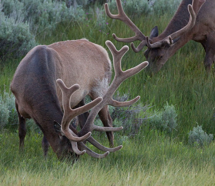 Bull Elk In Velvet - Yellowstone