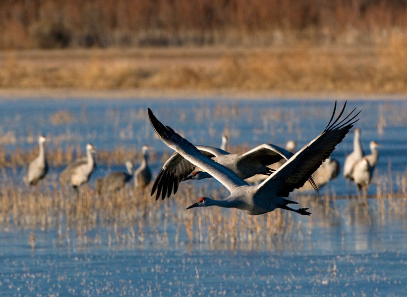 Sandhill Cranes, New Mexico