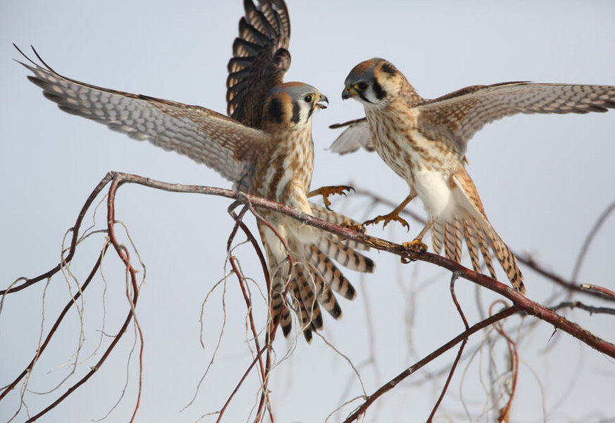 American Kestrel Falcons, Utah