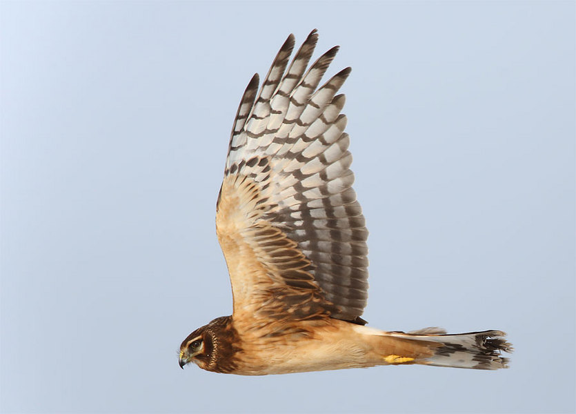 Northern Harrier Hawk, Utah