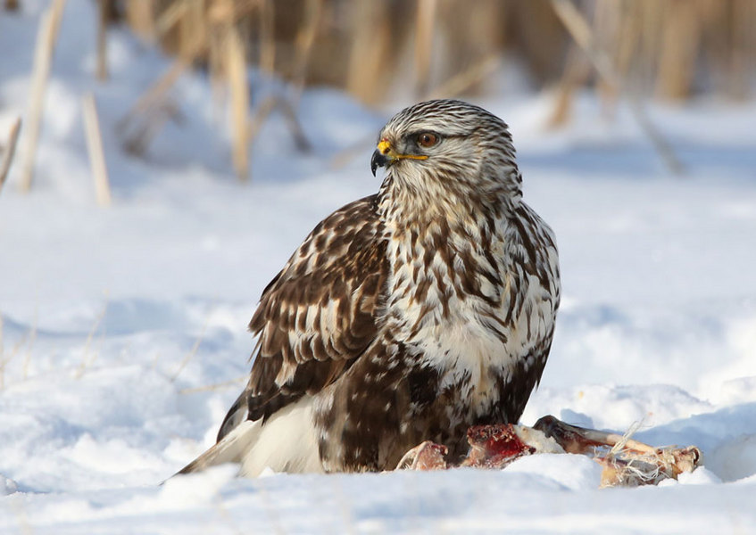 Rough Legged Hawk, Utah