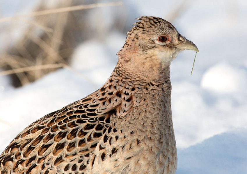 Pheasant Hen, Utah