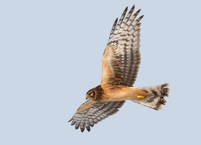 Northern Harrier Hawk, Utah