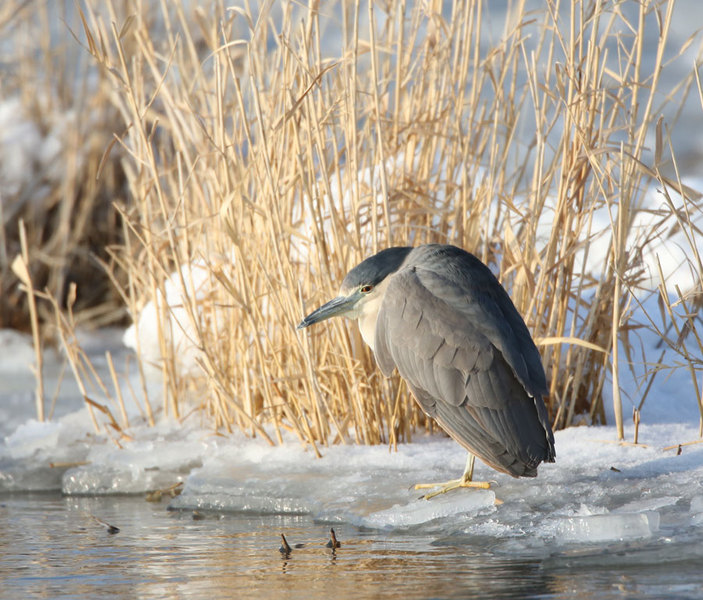 Heron, Utah