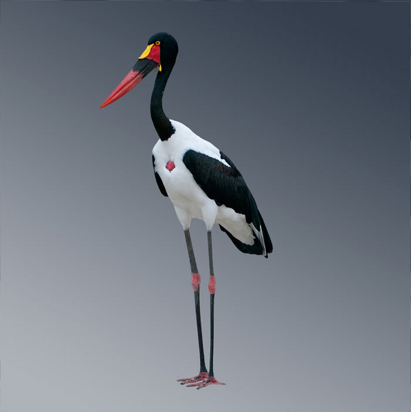 Saddle-Billed Stork, Uganda