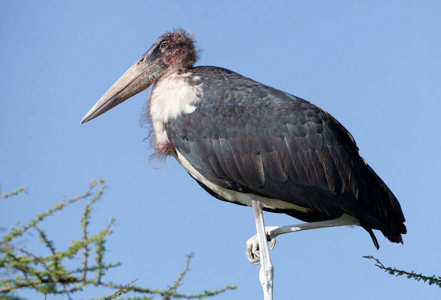 Marabou Stork, Tanzania