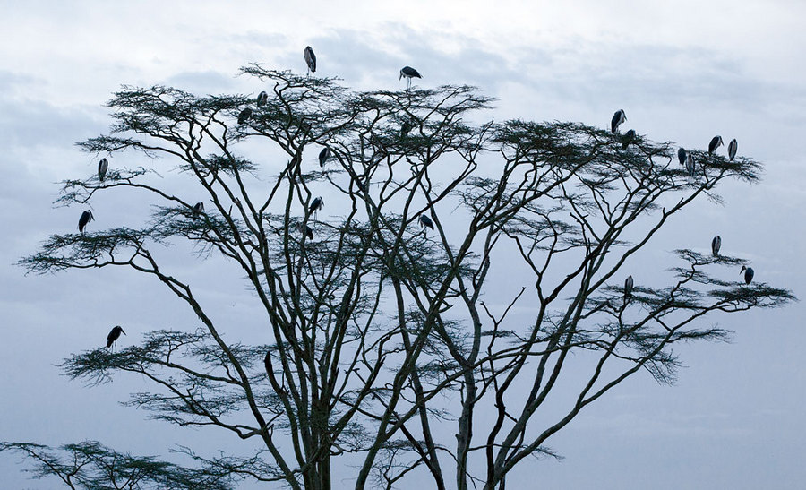 Marabou Storks, Tanzania