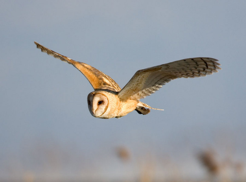 Barn Owl, Utah