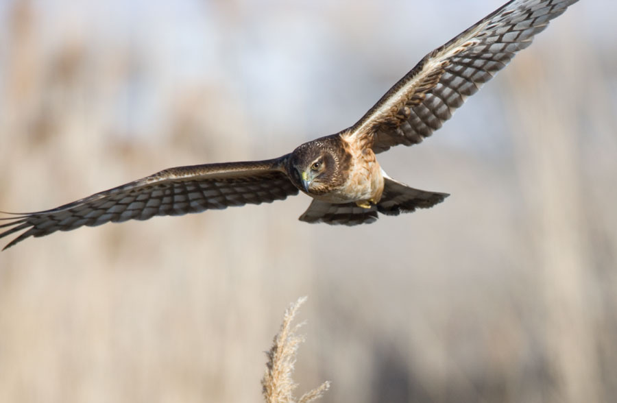 Northern Harrier Hawk, Utah