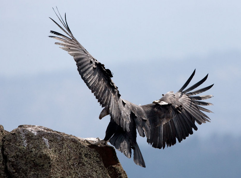 California Condor, Utah