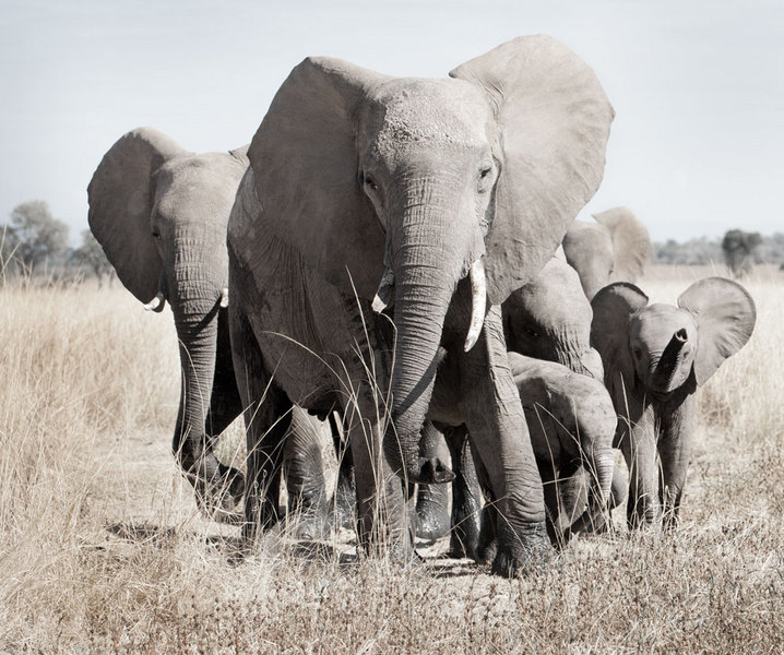 Elephants