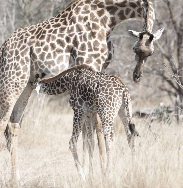 Giraffes