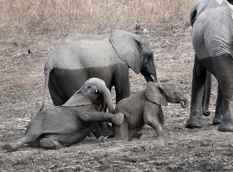 Elephants