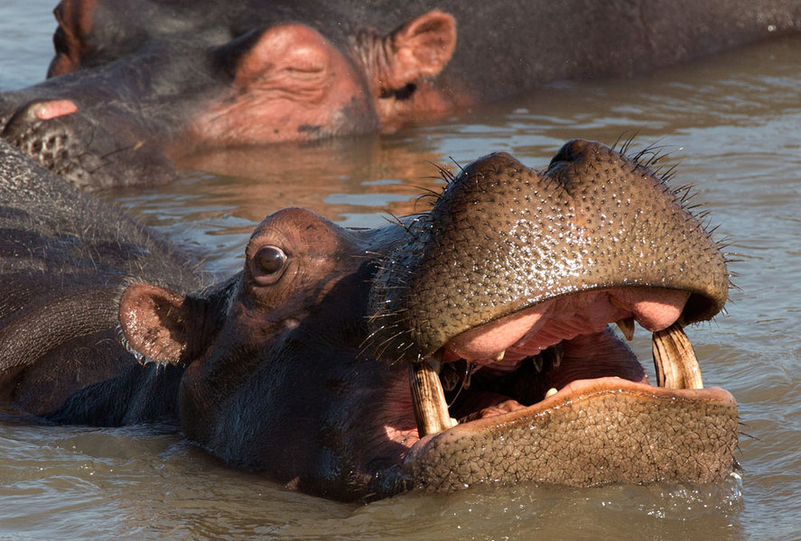 Hippos