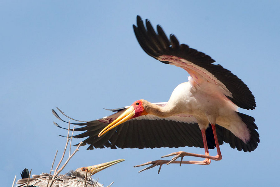 Yellow-Billed Stork