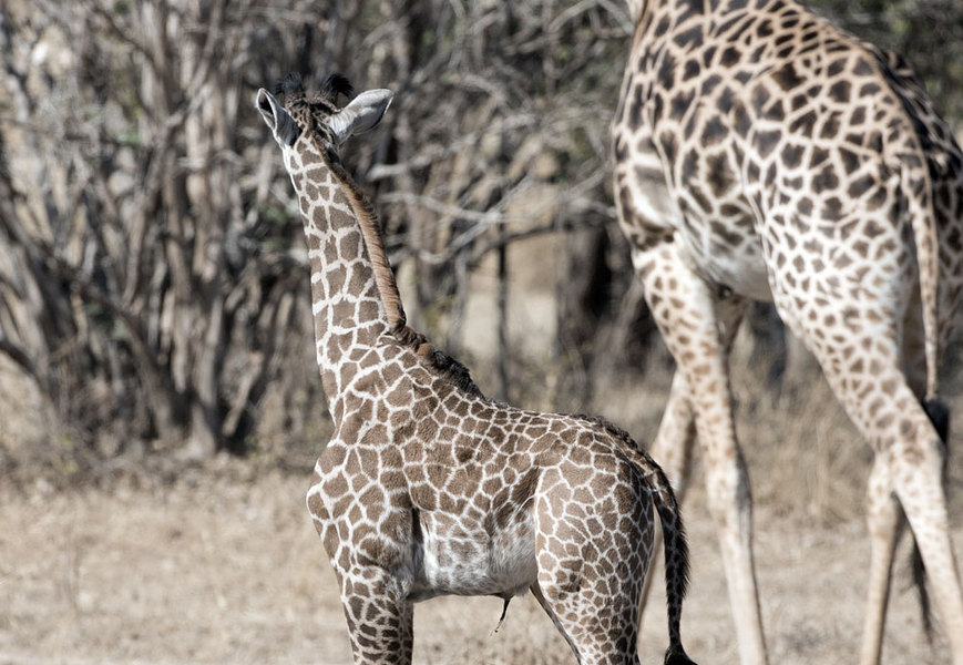 New Born Giraffe