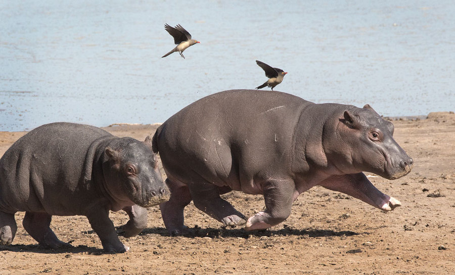 Baby Hippos & Oxpeckers 