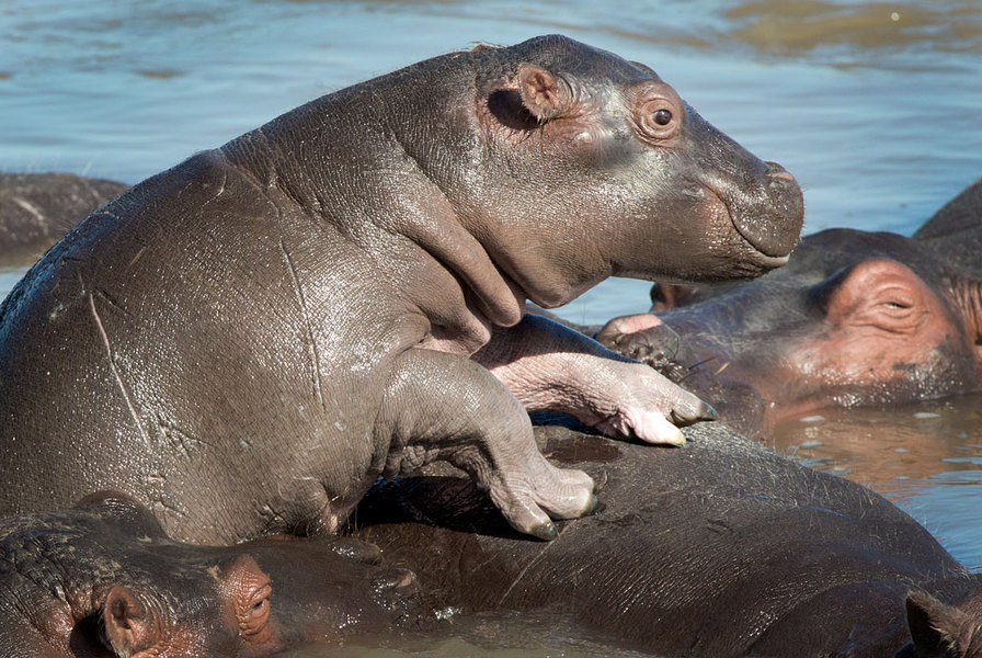 Baby Hippo