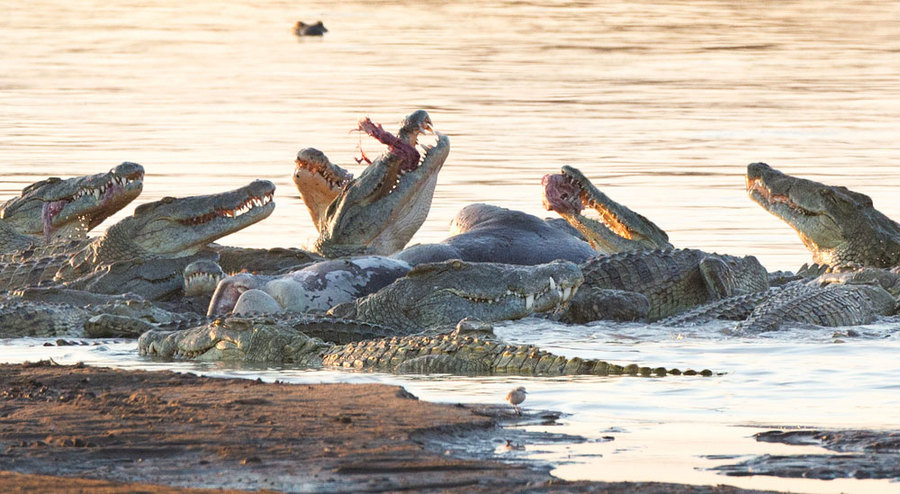 Crocodiles Feeding On Hippo (Composite)