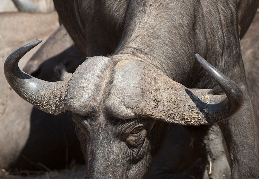 Cape Buffalo