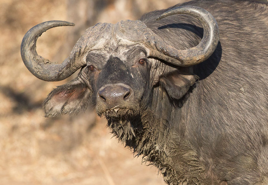 Cape Buffalo