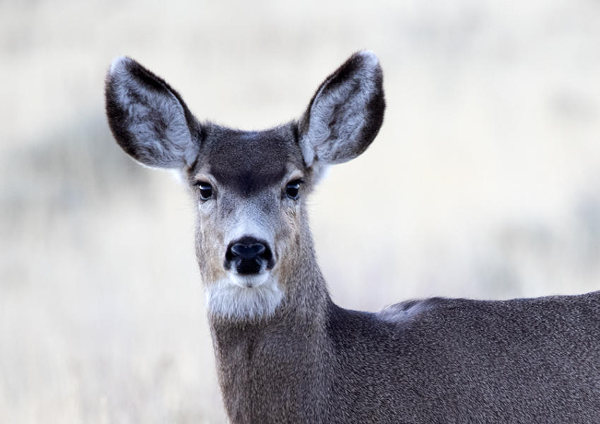 Mule Deer, Utah