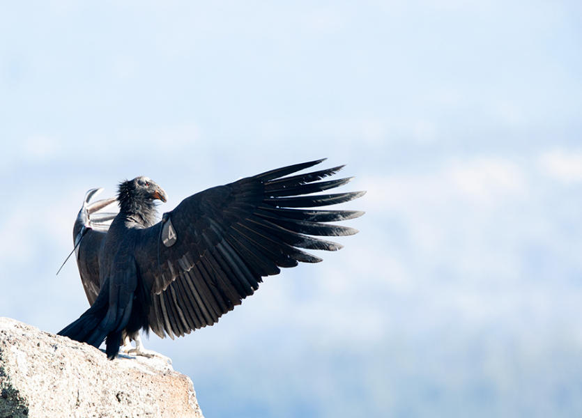 Young California Condor, Utah