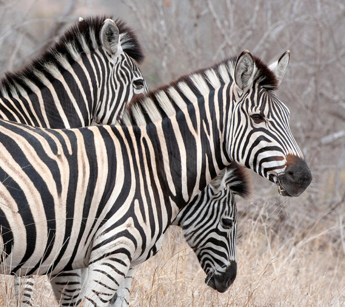 Burchell's Zebra - South Africa