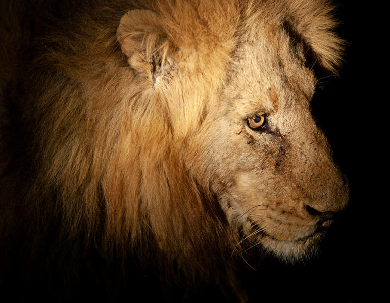 Lion - South Africa
