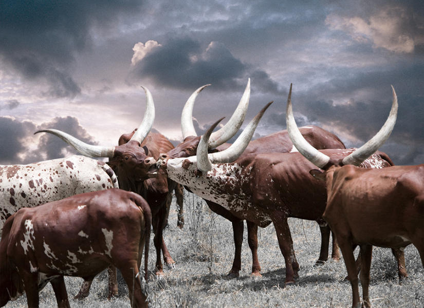 Ankole Long Horned Cattle - Uganda (Sky replaced)