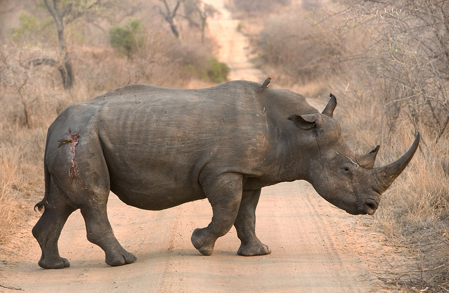 White Rhinoceros - South Africa