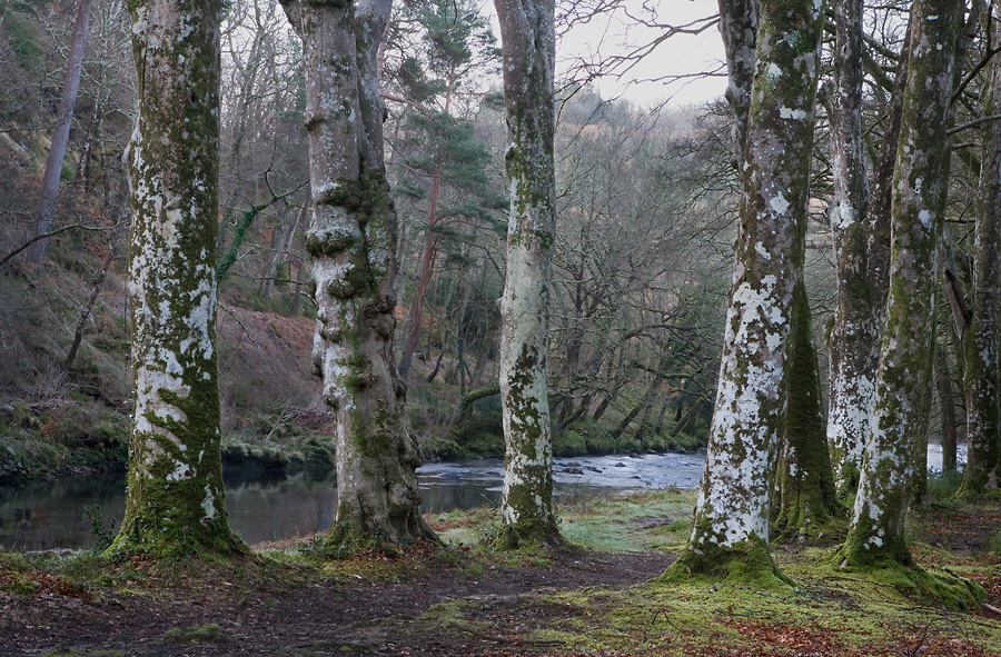 River Dart, Devon, England