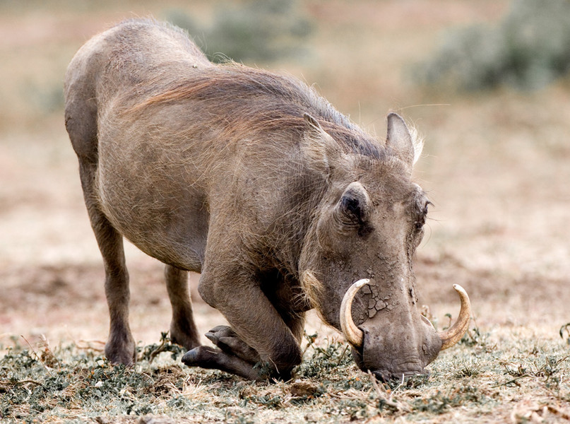 Warthog - Uganda