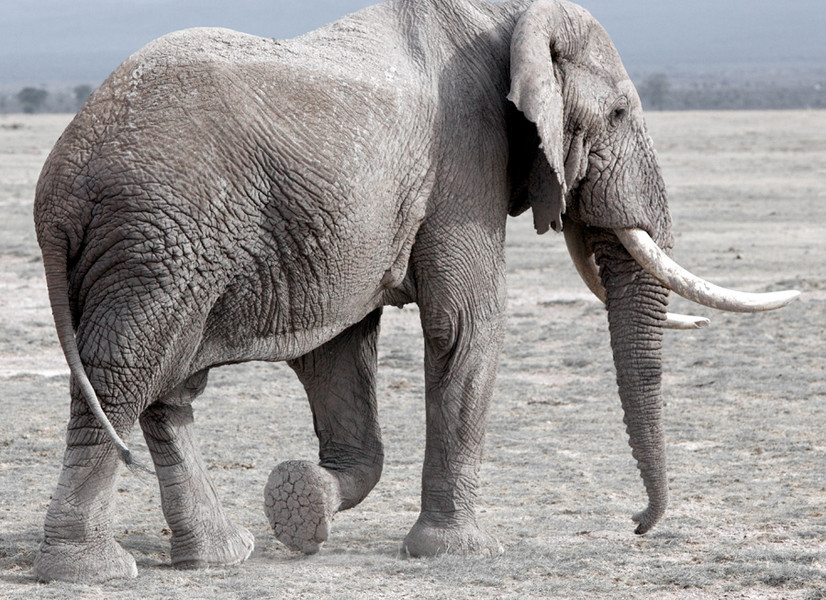 African Bush (Savanah) Elephant - Kenya