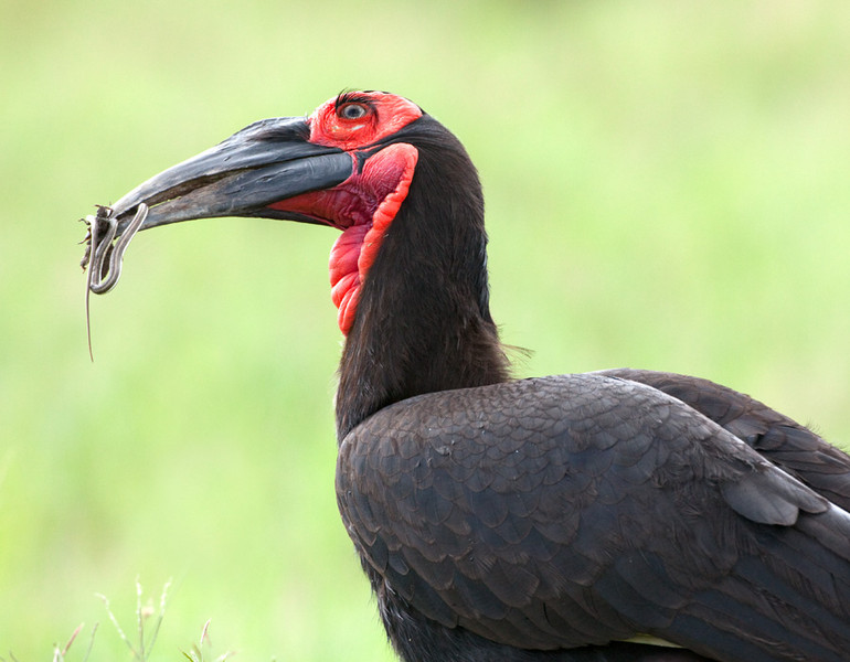 Ground Hornbill, Tanzania