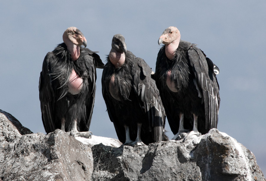 California Condors, Utah