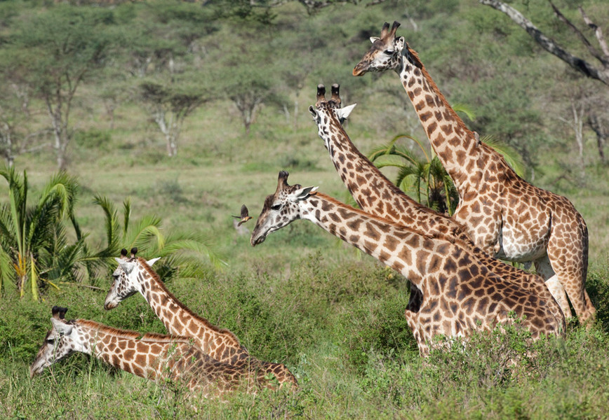 Giraffes - Tanzania