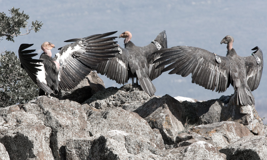 California Condors, Utah