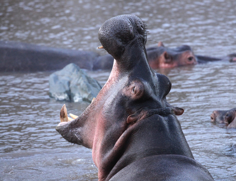 Hippo - Tanzania