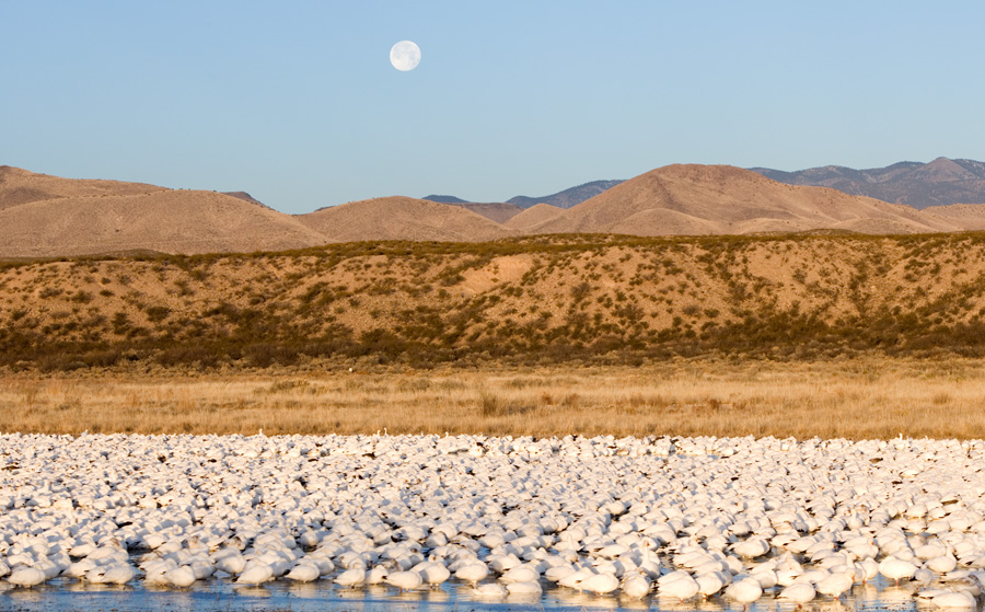 Snow Geese, New Mexico (1 of 2)