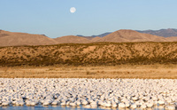 © Daniel M. Allred All Rights Reserved