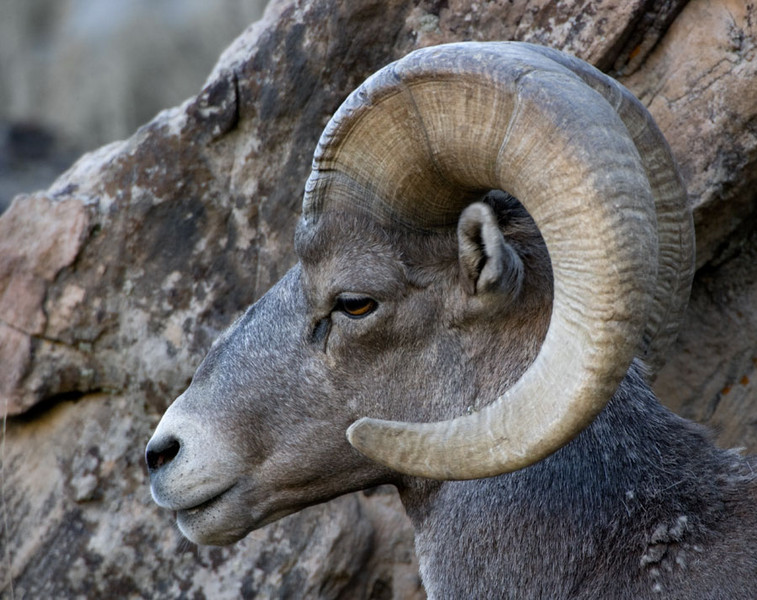 Bighorn Sheep - Utah