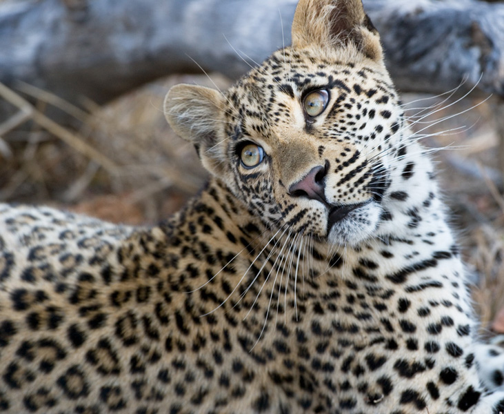 Leopard Cub - South Africa