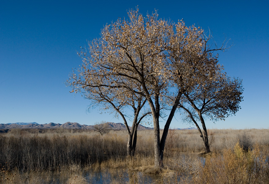 Bosque Del Apache, New Mexico