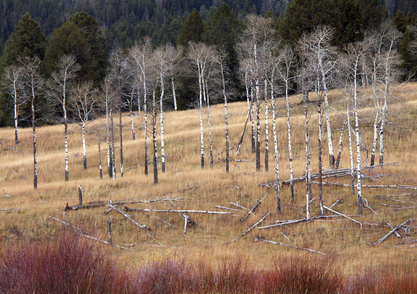 Yellowstone