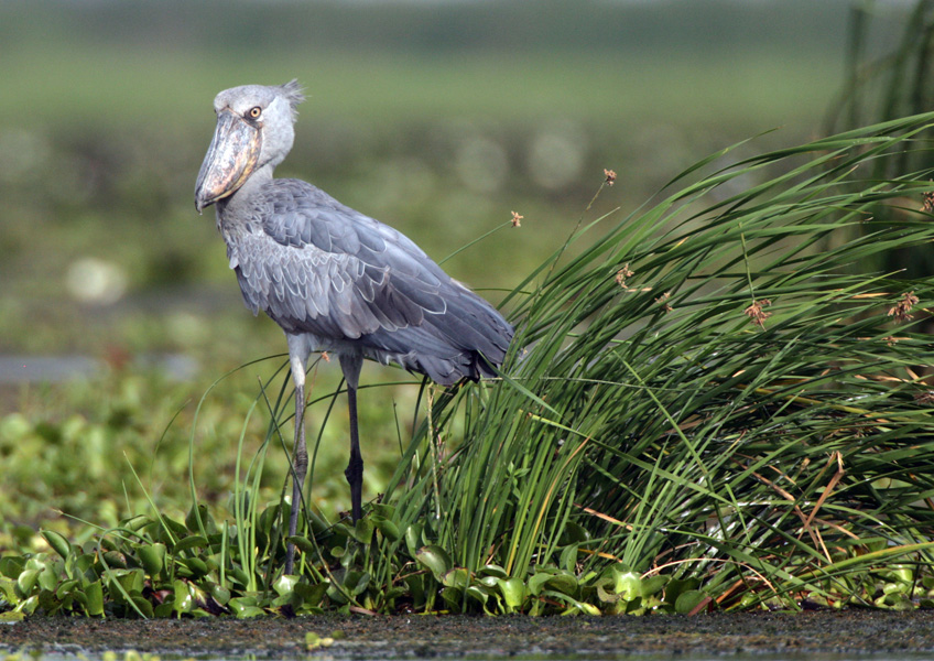 Shoebill, Uganda